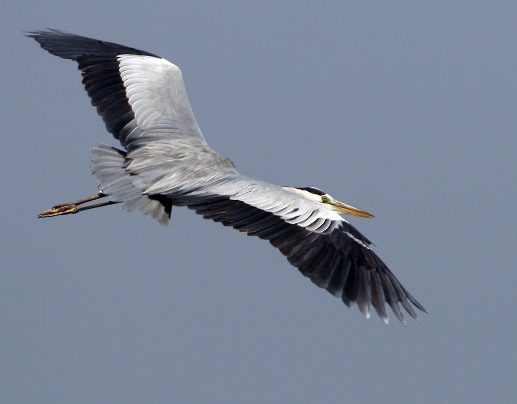 Grey Heron