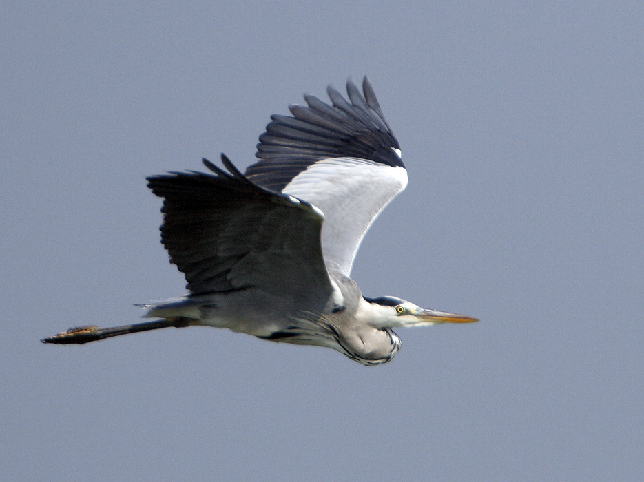 Grey Heron