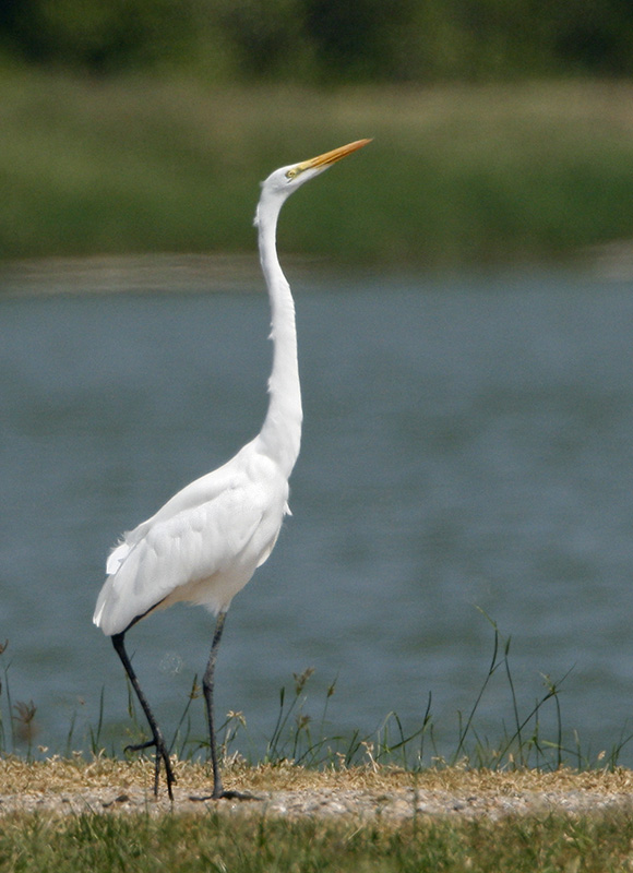Great Egret
