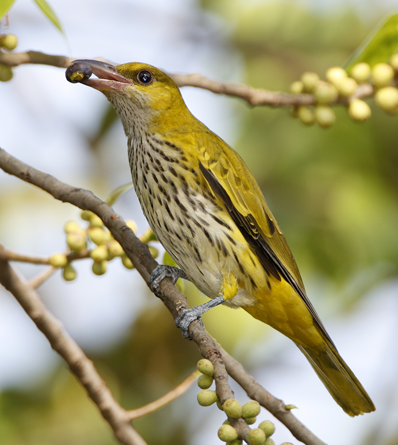 021 - Black-naped Oriole (juvenile)