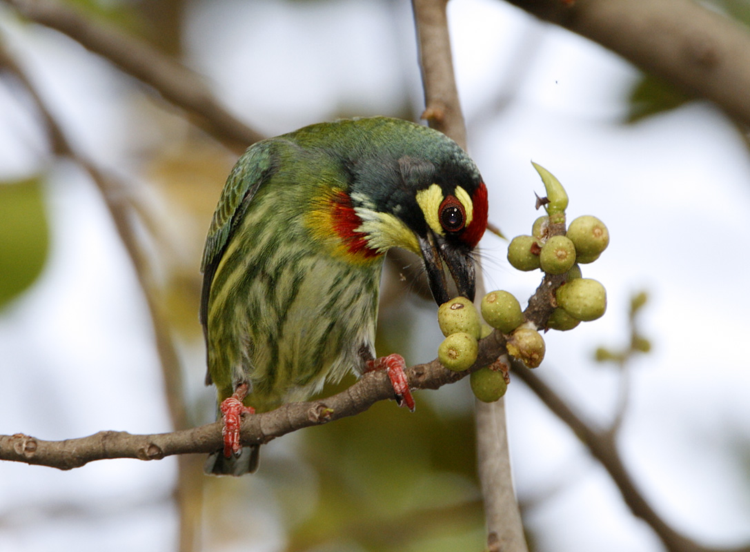 Coppersmith Barbet