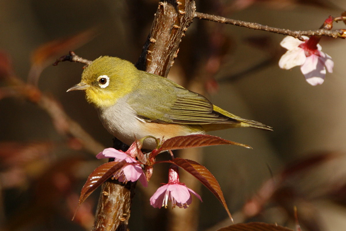 143 - Chestnut-flanked White-eye