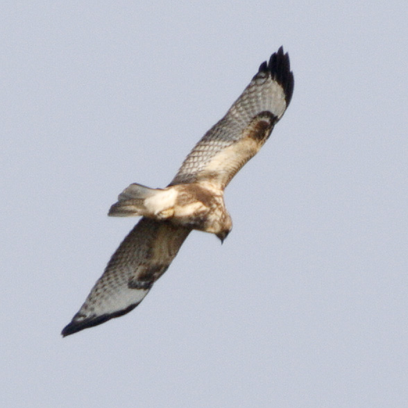 165 - Common Buzzard