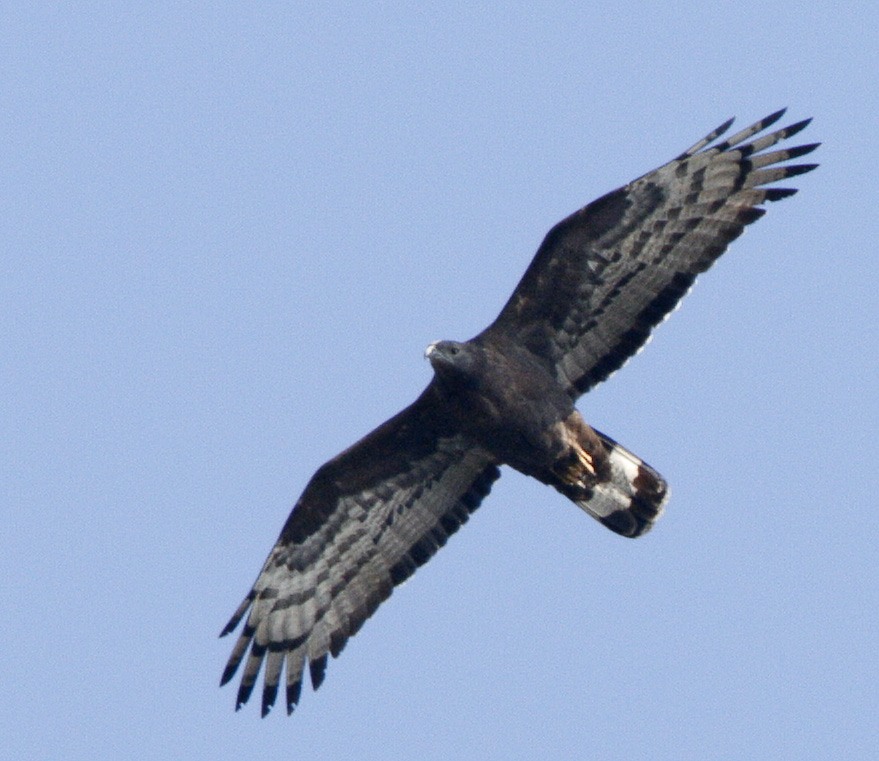 135 - Oriental Honey Buzzard