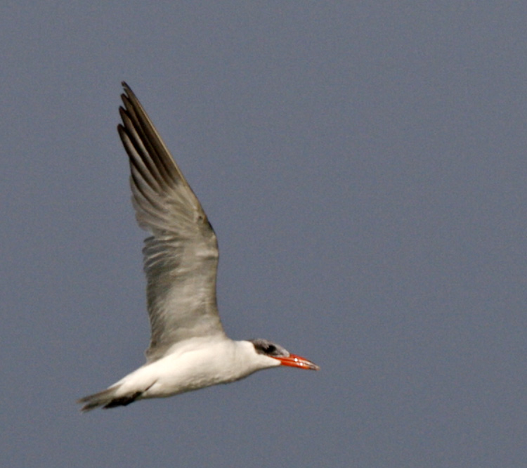 169 - Caspian Tern