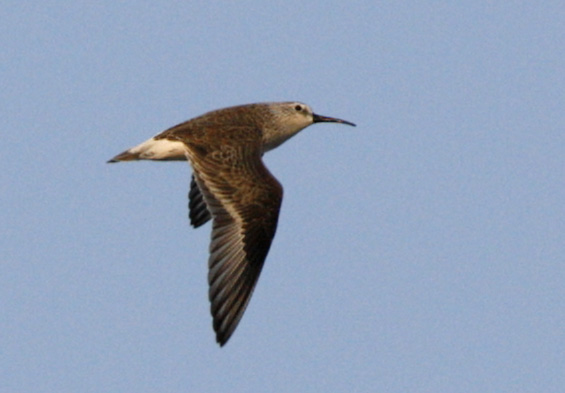 087 - Broad-billed Sandpiper