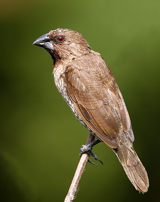 Scaly-breasted Munia