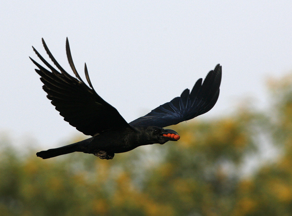 Large-billed Crow