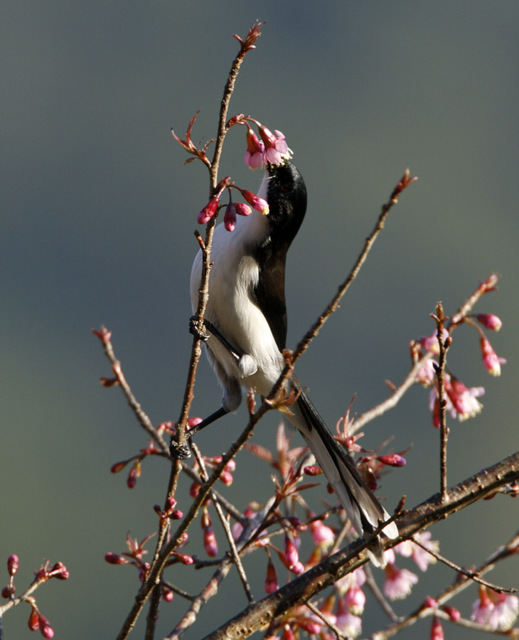 Dark-backed Sibia