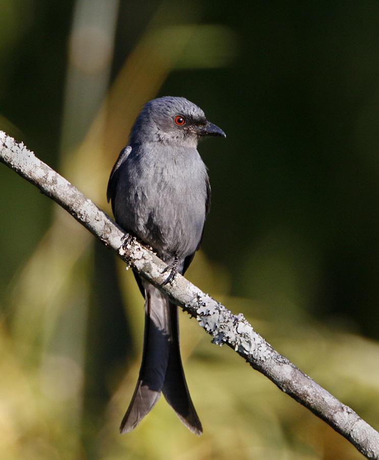 Ashy Drongo