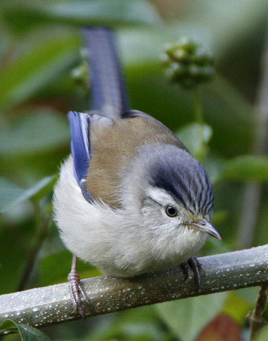 Blue-winged Minla