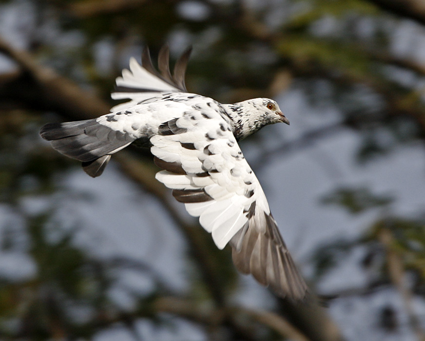 081 - Rock Pigeon