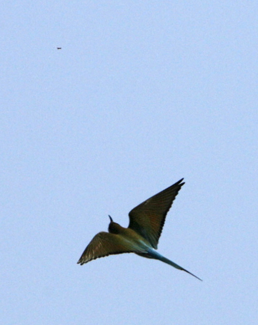Blue-tailed Bee-eater, spotting an insect