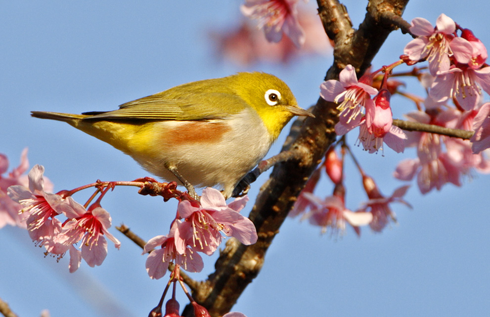 Chestnut-flanked White-eye