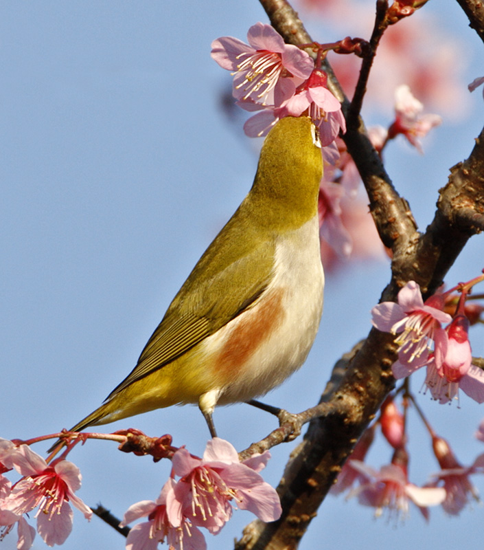 Chestnut-flanked White-eye