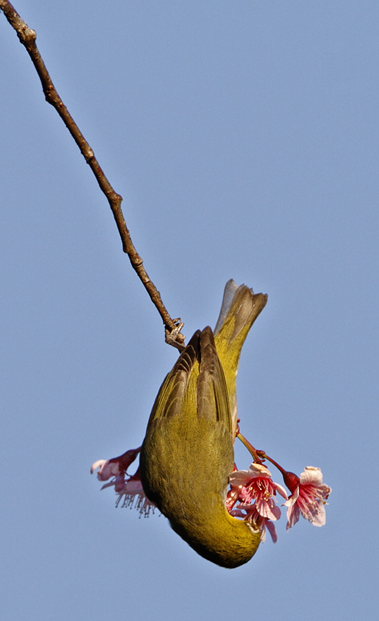 Chestnut-flanked White-eye