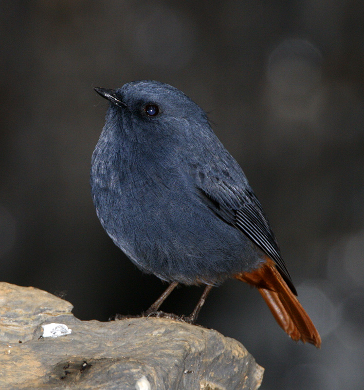 Plumbeous Water Redstart