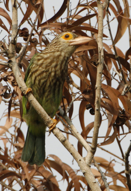 202 - Lineated Barbet