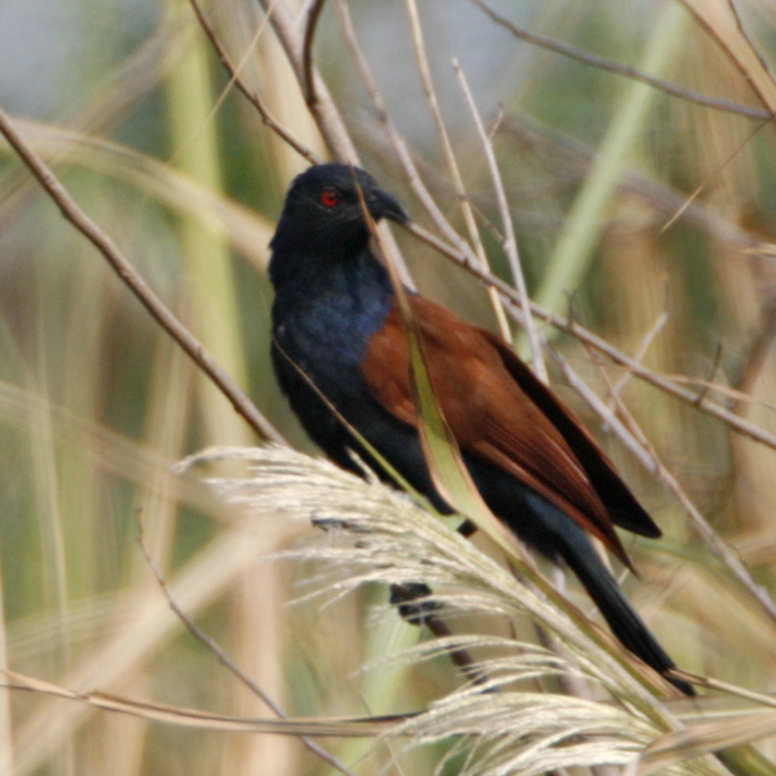Greater Coucal (adult)