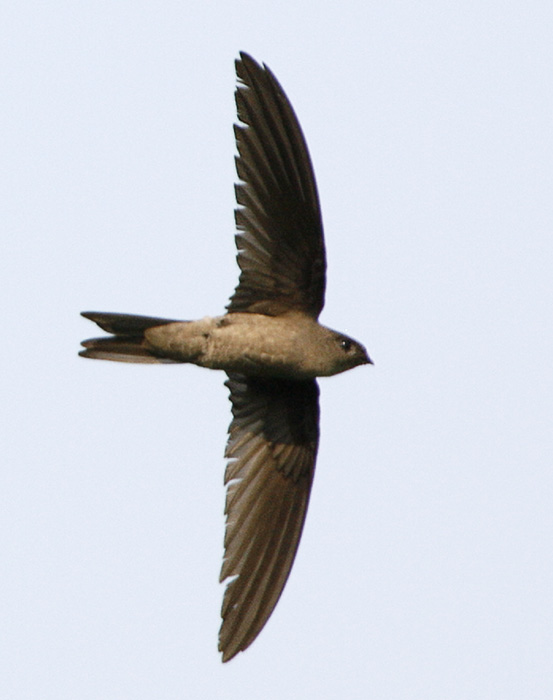 Asian Palm Swift