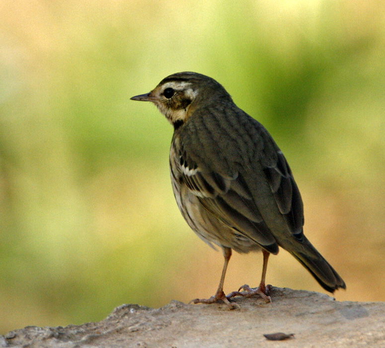 Olive-backed Pipit