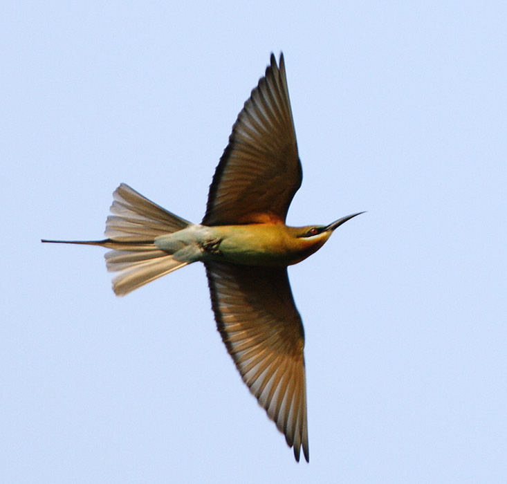 Blue-tailed Bee-eater