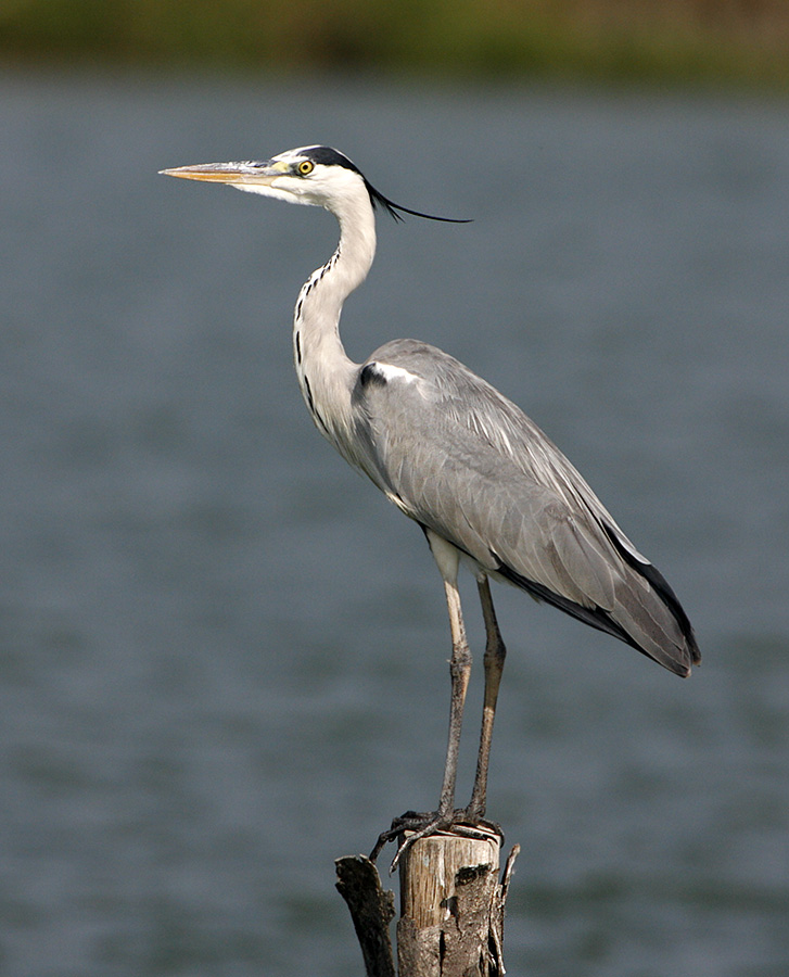 Grey Heron