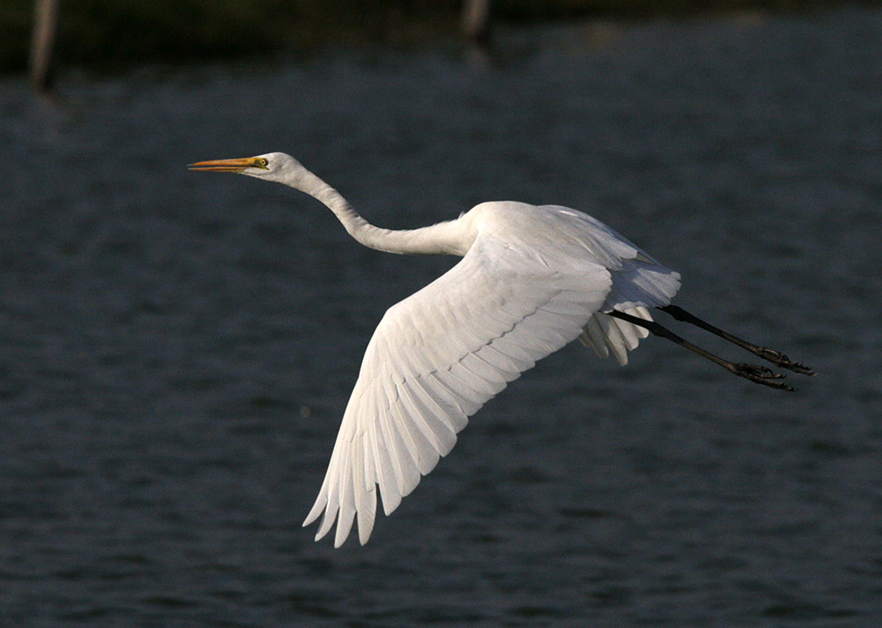 Great Egret