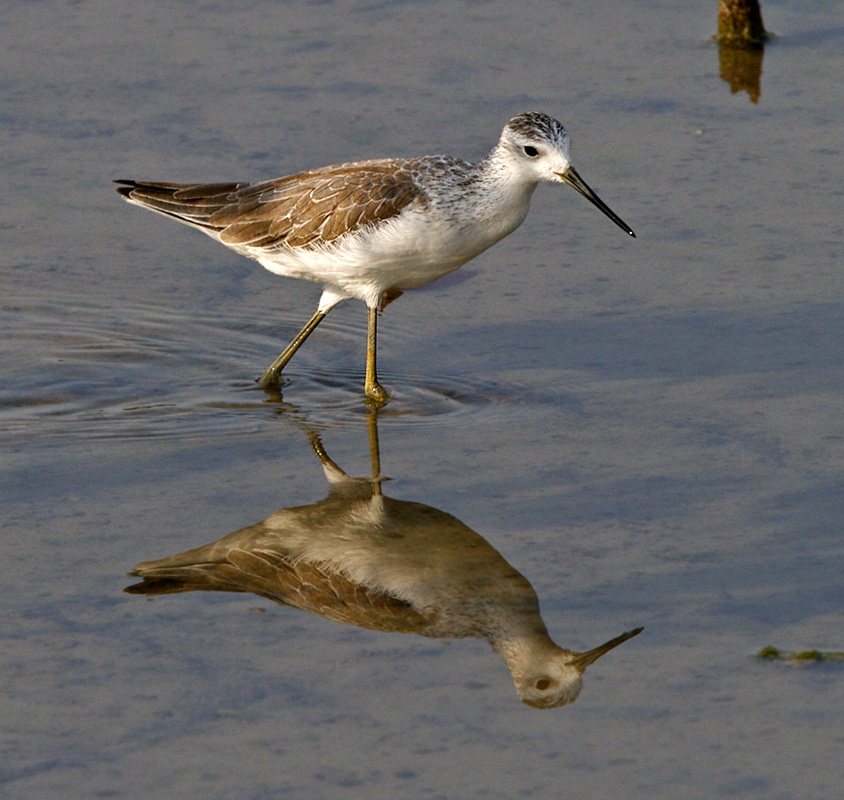 Marsh Sandpiper