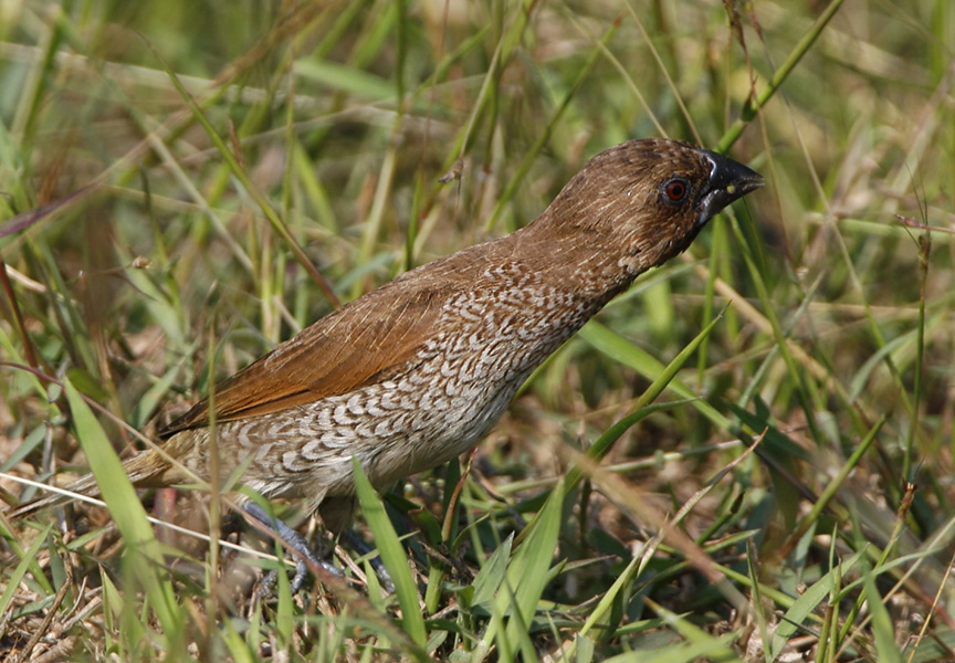 Scaly-brested Munia