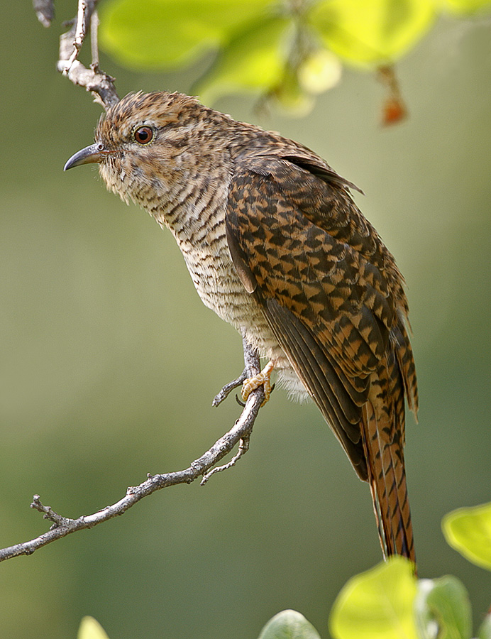 Plaintive Cuckoo (female)
