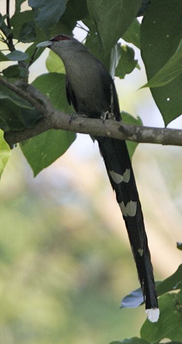 Green-billed Malkoha