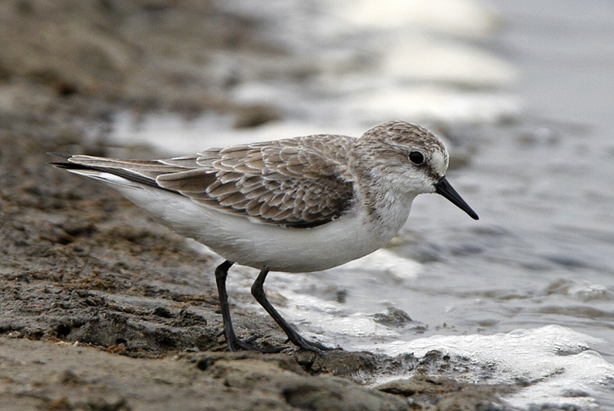 Red-necked Stint