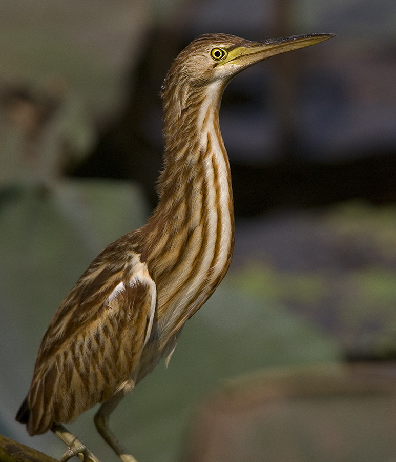 211 - Yellow Bittern (juvenile)