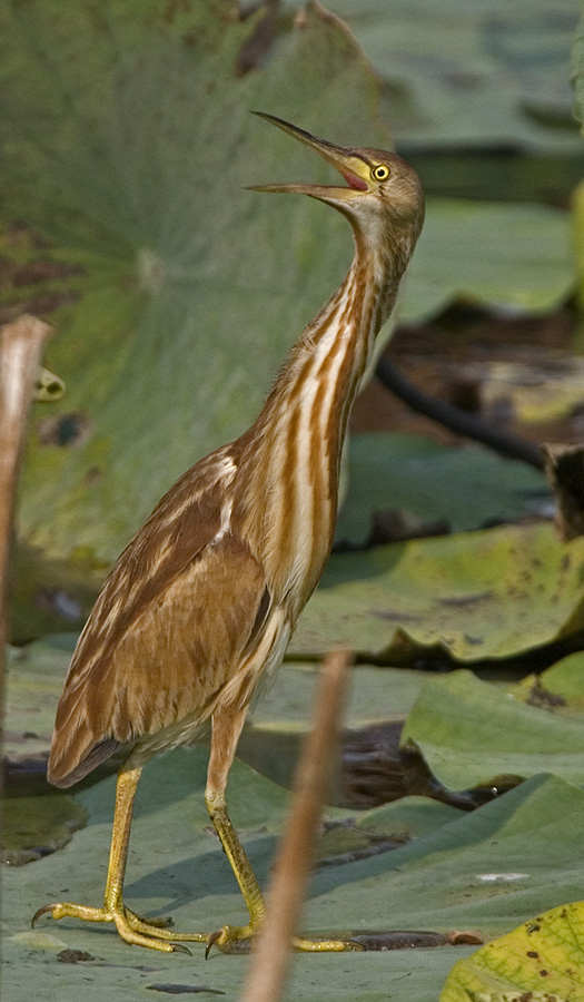 Yellow Bittern (juvenile)