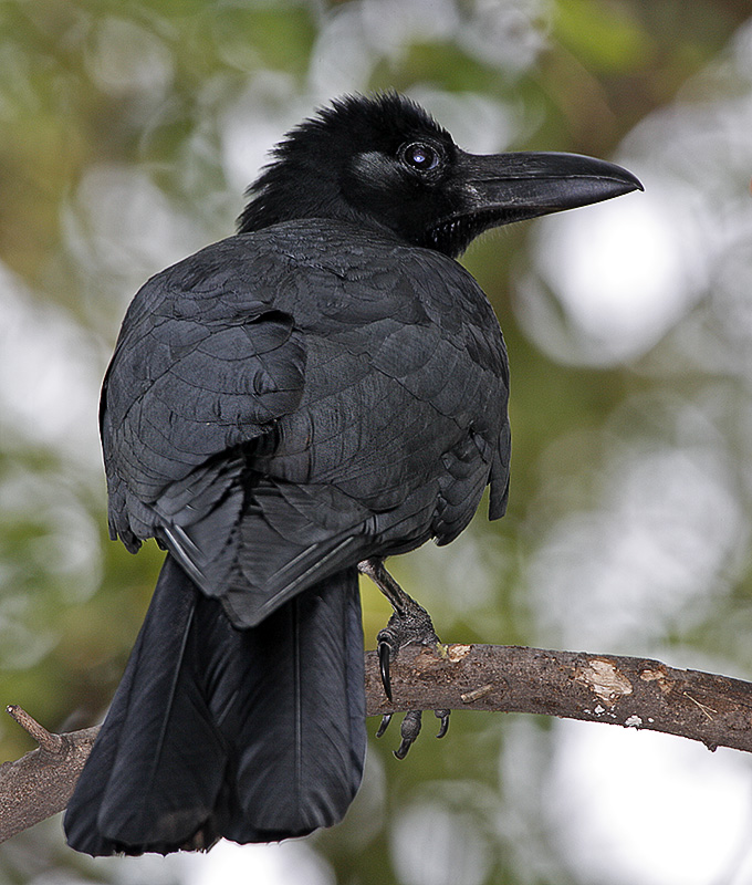 Large-billed Crow