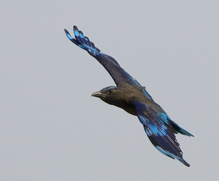 Indian Roller
