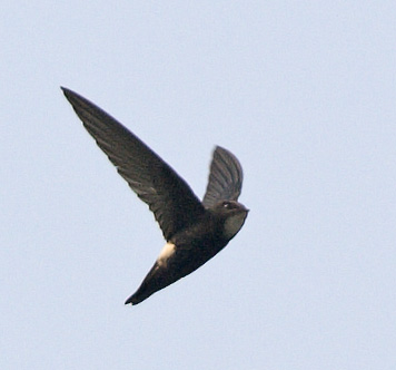 House Swift