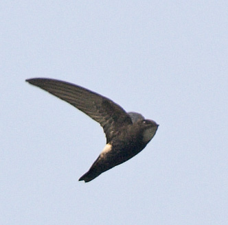 House Swift