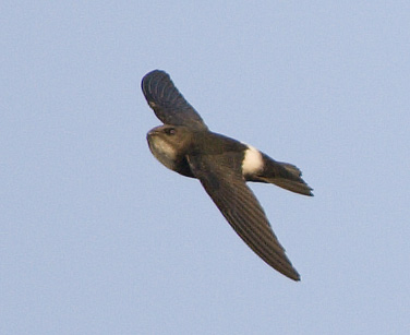 House Swift