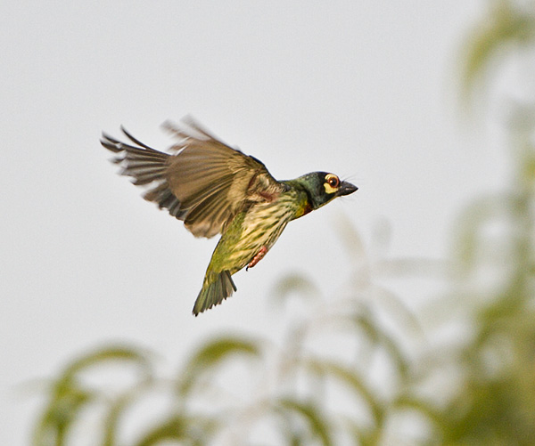 Coppersmith Barbet