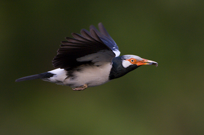 Asian Pied Starling