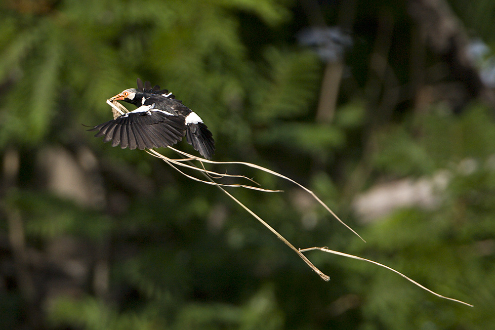 Asian Pied Starling