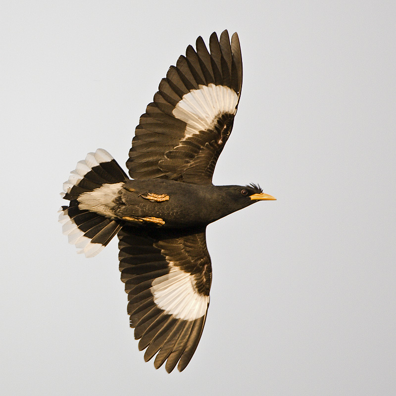 White-vented Myna