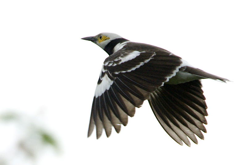 Black-collared Starling