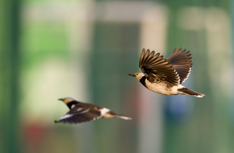 Black-collared Starling