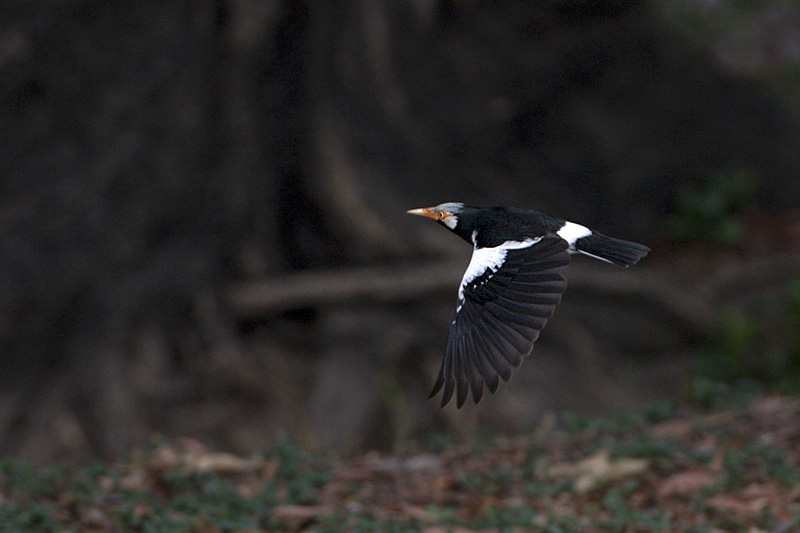 Asian Pied Starling