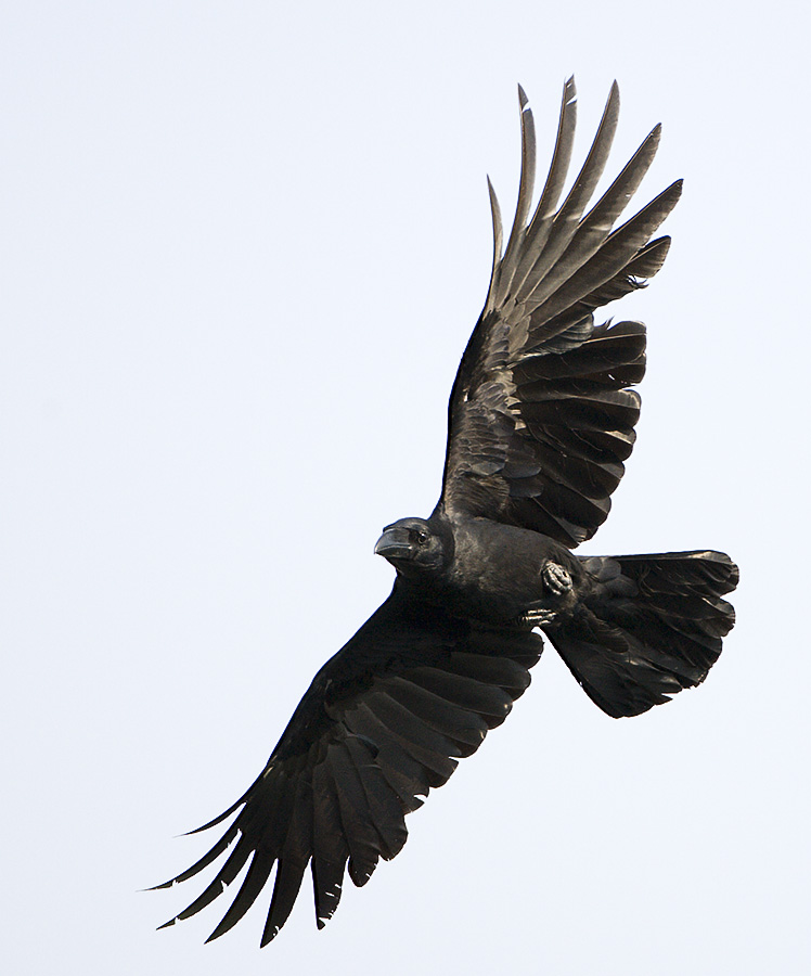 Large-billed Crow