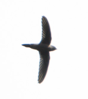 Himalayan Swiftlet