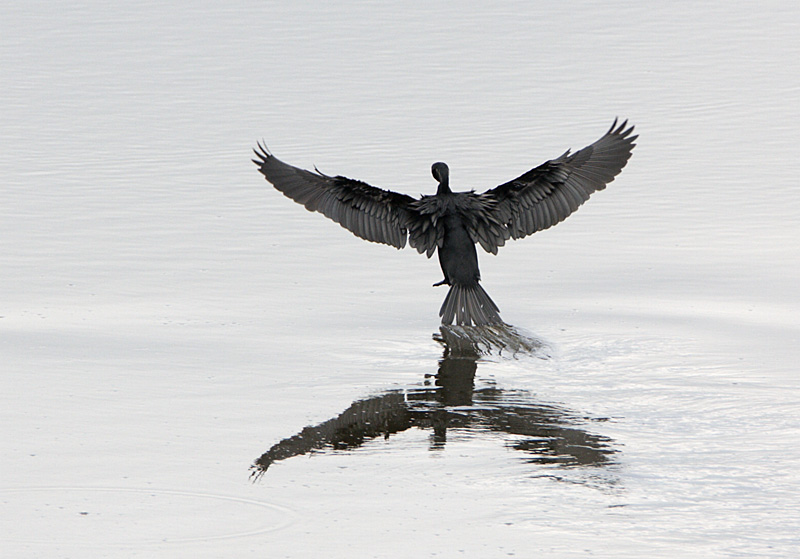 Little Cormorant